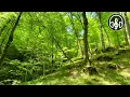 Download Lagu Beautiful spring mountain forest. Birdsong in the Caucasus forest.