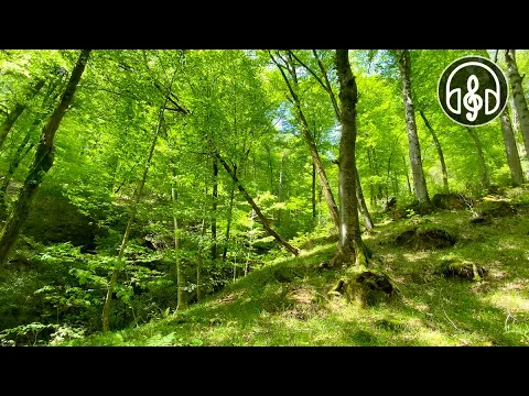 Download MP3 Schöne Frühling Bergwald. Vögel singen im kaukasischen Wald.