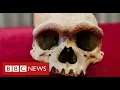 Download Lagu New human species found in China could be our “closest evolutionary relative” - BBC News