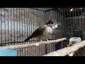 Download Lagu Pancigan Kapas tembak bahan || TERAPI BURUNG KAPAS TEMBAK GACOR