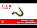 Download Lagu Coming to Japan soon..... Look Out For The Mukade! ムカデ
