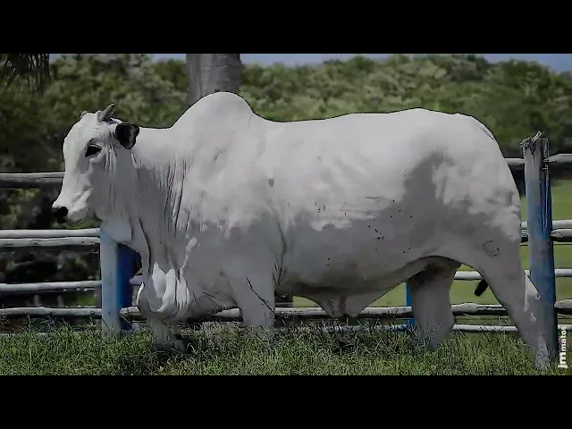 Matriz Nelore SGN - 2162