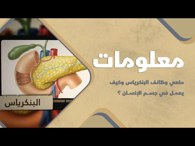 ⁣ماهي وظائف البنكرياس وكيف يعمل في جسم الإنسان ؟