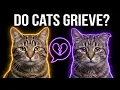 Do Cats Grieve What Really Happens When They Lose You