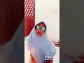 Download Lagu Oh adik berjilbab biru