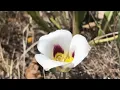 Utah state flower sego lily in bloom