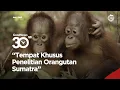 Download Lagu Suaq Belimbing, Stasiun Khusus Penelitian Orangutan Sumatera — GNFI MP3
