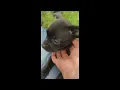 LEIA Beabull Puppy Beagle and French Bulldog Mix