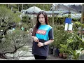 Download Lagu Full album dara ayu, Aisyah istri rasulullah, aku cinta kamu, karena kucinta kamu, dara ayu