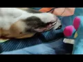 cute puppy is smiling, laughing while sleeping with his teeth showing.  funny pose.
