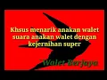 Download Lagu Suara panggil walet khusus sedot anakan walet (Suara Anakan)  GRATIS