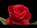 Red is the Rose   SD 480p