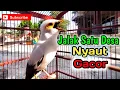 Download Lagu Sekali Putar Jalak Satu Desa Nyaut Gacor - Jalak Putih Gacor - Pancingan dan masteran