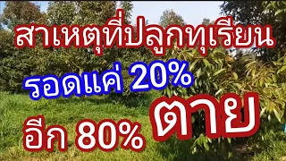 สาเหตุที่ทำให้ต้นทุเรียนตายยกสวน 80% รอดแค่ 20%
