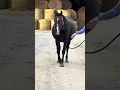 Pregnant mare struts her stuff This goes out to all the baby mamas horse edition