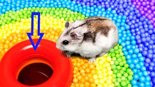 🐹 Hamster Escapes the Pool. DIY obstracle course maze