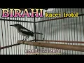 Download Lagu birahi kacer trotol gacor full// pas buat pancingan kacer trotol