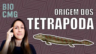 Tetrapoda: origem dos vertebrados com quatro membros