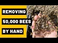 Download Lagu Removing 50,000 Bees from a Compost Bin by Hand