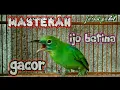 Download Lagu CUCAK IJO BETINA GACOR corr. TEMBAKAN kasar CAK CUNGKOK
