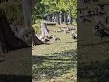 Download Lagu flock of Geese #wildlife #Geese #wildanimals
