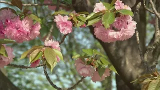 Study Dallas is worst city in Texas for pollen allergens 2nd in U S