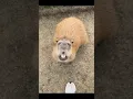 Download Lagu Capybara ：Nice to meet you #cute #capybara  #animals #funny