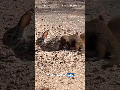 weasel smart an predator killer rabbit #wildlife