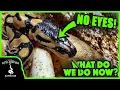 WE HATCHED A BALL PYTHON WITH NO EYES