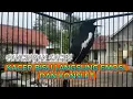 Download Lagu Crazy Kacer Songbird – Ultimate Chirping Bait Sound for Gacor Birds! 🔥