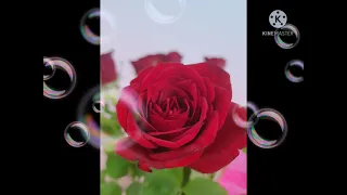 نجوى كرم الليلة ليلتنا 