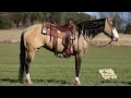 NEVADA - 5yr old Quarter Mare Selling Exclusively on Platinum Equine Auction