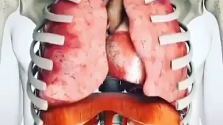 ميكانيكية التنفس التنفس في الإنسان 