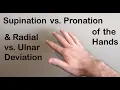 Supination vs Pronation Radial vs Ulnar Deviation of the Hand