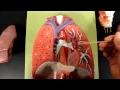 RESPIRATORY SYSTEM ANATOMY Larynx to lung model