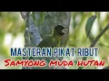 Download Lagu Masteran pikat Josss samyong muda hutan