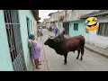 Try Not To Laugh Top 100 Funniest s Ever Memes Epic Fails Pranks Compilation 2026 Part1