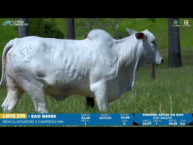 Matriz Nelore EAO-B6085