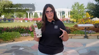 Plant Of The Day July 20 - July 26 30 Off Proven Winners Plants