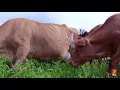 Holistic Management at James Ranch in Colorado