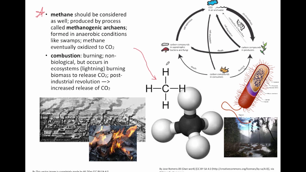 Cover image for Understanding Carbon Cycle: Processes, Oceans, and Impact