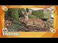 Download Lagu My Deer Friend Nokotan - Ending 【Shika-senbei no Uta】 4K / UHD Creditless | CC