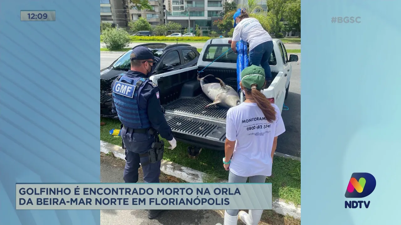Golfinho é encontrado morto na Beira-Mar Norte em Florianópolis