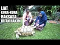 Download Lagu Hampir Di Seruduk Kura-Kura Raksasa Irfan Hakim😅 - Ricis Kepo