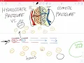 Hydrostatic pressure vs Osmotic pressure in Capillaries