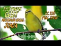 Download Lagu CIAK CIAK JOSS MASTERAN SPEED PENDEK KASAP KECIAL KUNING CC 150