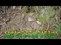 Download Lagu 제1031회 2025 8 22 일주일 전 보라싸리버섯 뜨거운 날씨에 성장이 모두 멈추었습니다