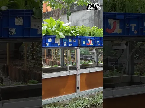 KEBUN DI RUMAH BIKIN BAHAGIA