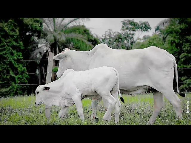 Matriz Nelore AFOM - 3723