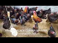 Black Copper Marans
